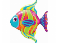 Fish, colorful